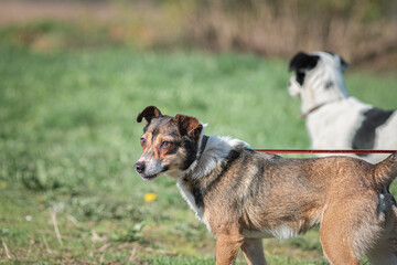 Two dogs playing merrily in the field, on a sunny afternoon.