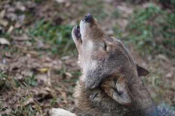 大陸オオカミ、おおかみ、オオカミ、タイリクオオカミ、ヨーロッパオオカミ、common wolf、canis lupus、狼、動物園、東京、多摩、日本、動物、哺乳類、