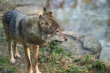 大陸オオカミ、おおかみ、オオカミ、タイリクオオカミ、ヨーロッパオオカミ、common wolf、canis lupus、狼、動物園、東京、多摩、日本、動物、哺乳類、