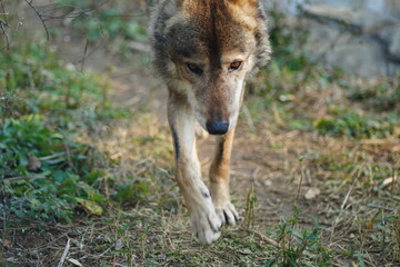 大陸オオカミ、おおかみ、オオカミ、タイリクオオカミ、ヨーロッパオオカミ、common wolf、canis lupus、狼、動物園、東京、多摩、日本、動物、哺乳類、