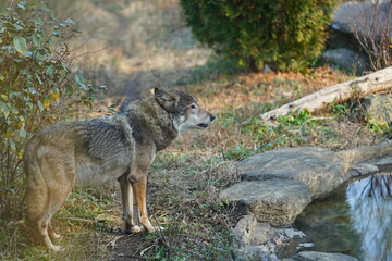大陸オオカミ、おおかみ、オオカミ、タイリクオオカミ、ヨーロッパオオカミ、common wolf、canis lupus、狼、動物園、東京、多摩、日本、動物、哺乳類、