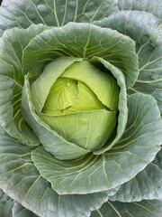 head of cabbage