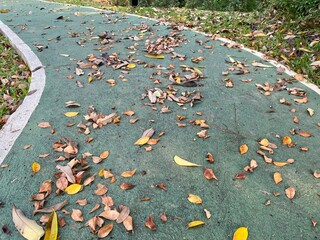 autumn leaves on the ground