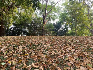 autumn leaves on the ground