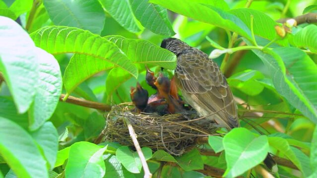 Female of Black-naped monarch or black-naped blue flycatcher the colorful blue bird perching beside its nest with chicks sleeping in side, the beautiful blue bird