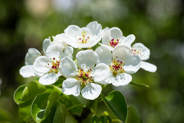 Pear flowers in spring time