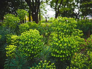 Fototapeta na wymiar 南国のような雰囲気の植物 Tropical Atmosphere of Plants in Tokyo 