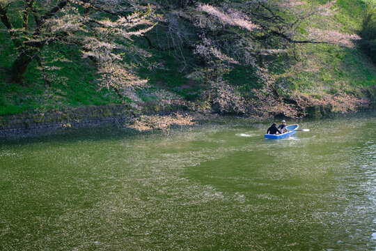 桜の木の下で軌跡を描くボート
Boat Tracing a Path under the Sakura Tree