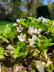 Flowers in the garden in the flower bed. multicolor. Pink flowers with green leaves.