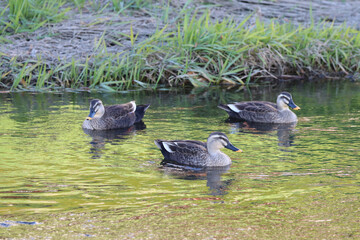 川を泳ぐカルガモ