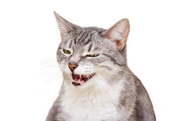 A sly cat sits, isolated on a white background. Portrait of an adult pet
