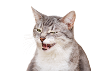 A sly cat sits, isolated on a white background. Portrait of an adult pet
