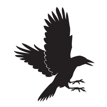 crow silhouette vector