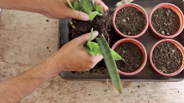 Snake plant propagation by roots division