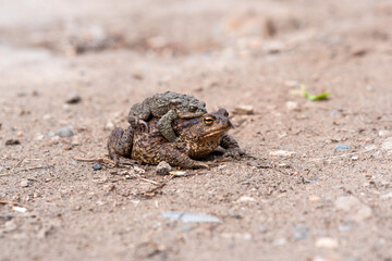 pair of common toads in amplexus on the sandy shore of a pond