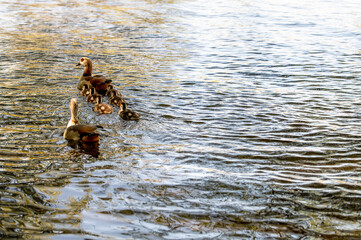geese in the water 