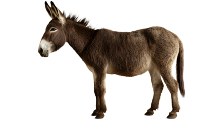 Donkey isolated on transparent background. 3D rendering.