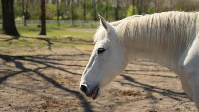 Beautiful white horse on the farm