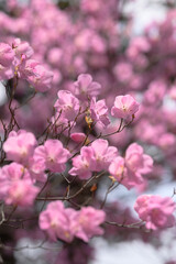 アケボノツツジ