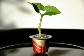 isolated small green bean plant seedling growing out of gold aluminum coffee capsule. reuse,...