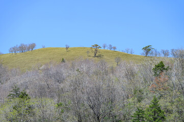 Obraz premium 笹原