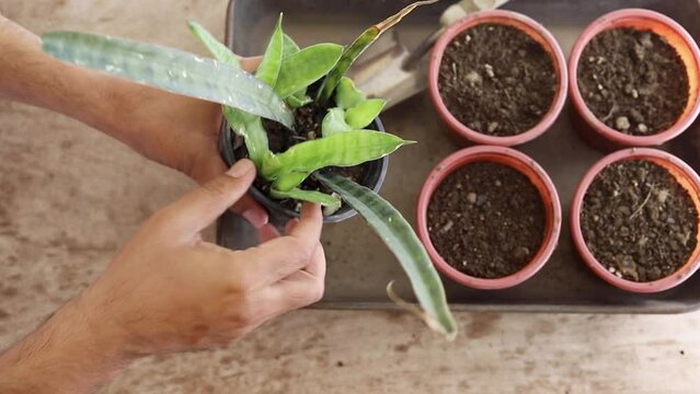 Holding Sansevieria plant with rootstock will be multiply by root division to transplant into small pots