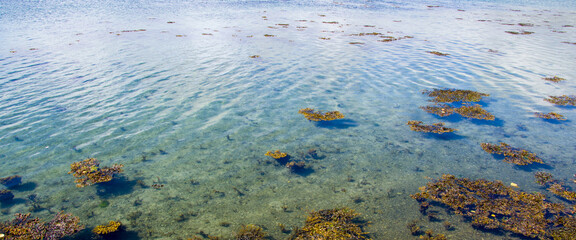 Fototapeta na wymiar Algae plants on the surface of clear water on a sunny day.