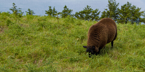 One fluffy sheep in a green pasture. Brown sheep on green grass, copy space