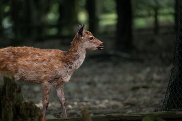 奈良-【奈良公園（飛火野）の鹿】