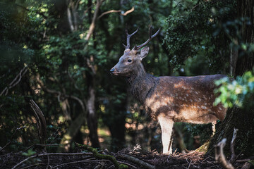 奈良-【奈良公園（飛火野）の鹿】