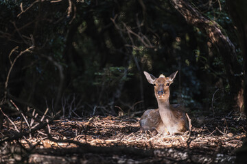 奈良-【奈良公園（飛火野）の鹿】