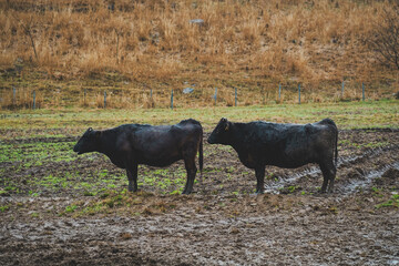二頭並ぶ牛