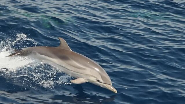 Striped dolphin jumping slow motion footage