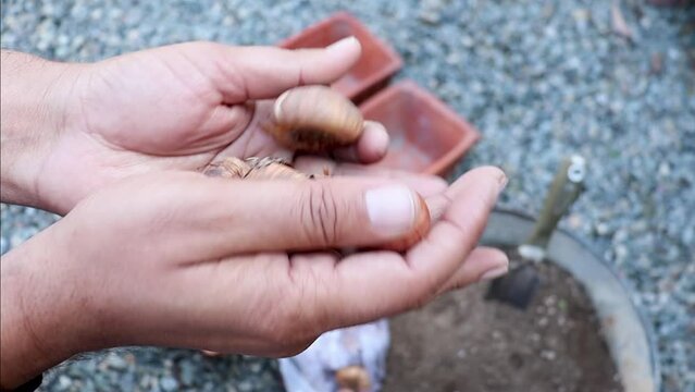 Checking and examining gladiolus bulbs in hand closeup view