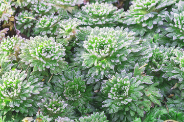 Ground cover perennial creeping plant - saxifrage Arendsa Rosea on a cool morning day.