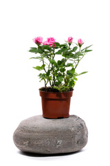 Indoor rose bush in a pot on a stone on a white background