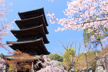 [愛知県]名古屋市の八事山興正寺と桜