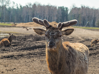 Red deer, fallow deer and mouflon in enclosures. Spring in nature, animals change their coats and deer grow new antlers.