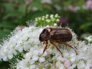 Amphimallon solstitiale, also known as the summer chafer or European june beetle sitting on a white flowers.