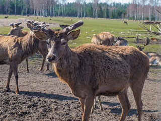 Naklejka na ściany i meble Red deer, fallow deer and mouflon in enclosures. Spring in nature, animals change their coats and deer grow new antlers.