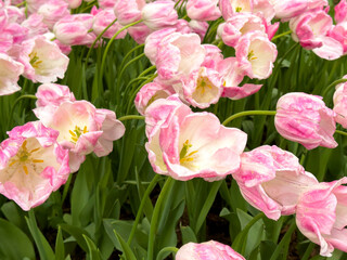 Fototapeta premium Tulip Garden. Colorful tulips flowers blooming in a garden