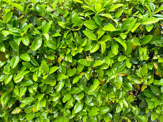 Fototapeta na wymiar Green leaf background. Abstract green leaf texture, foliage nature dark green background