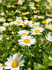 Fototapeta na wymiar Daisy flower. Bellis perennis. Daisy flowers background. spring and summer chamomile flowers.