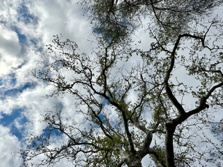 The sky with the tops of trees. View up from ground level. Beautiful nature. Plane tree. Blue sky with sun and clouds.