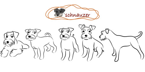 Cute Miniature schnauzer dogs doodles.Hand drawn vector illustration on white back ground.