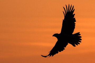 Fototapeta na wymiar Steppe Eagle in flight.