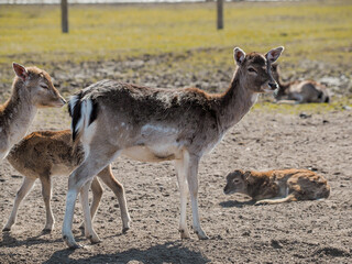 Red deer, fallow deer and mouflon in enclosures. Spring in nature, animals change their coats and deer grow new antlers.