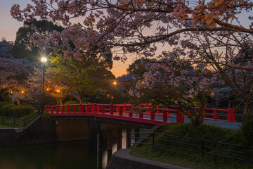 甘木公園の昭栄橋と夜桜