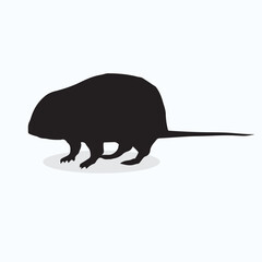 Water Vole silhouettes and icons. Black flat color simple elegant Water Vole animal vector and illustration.