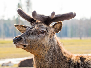 Fototapeta premium Red deer, fallow deer and mouflon in enclosures. Spring in nature, animals change their coats and deer grow new antlers.